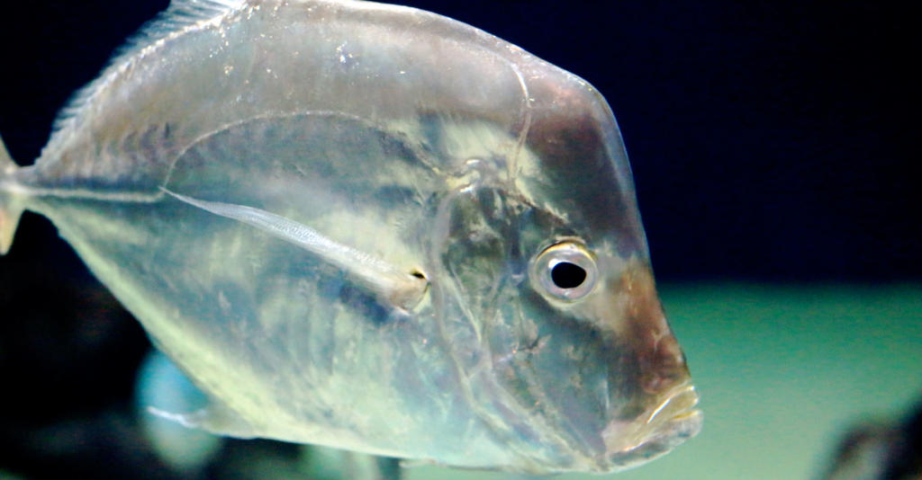 Researchers Uncover “Invisible” Parasite Lurking in Fish Worldwide