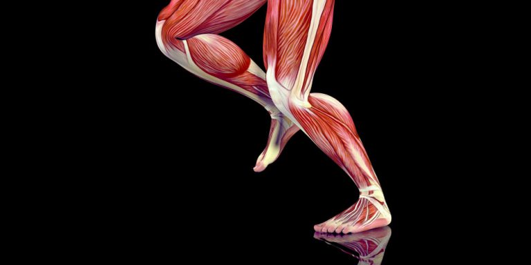 New Cellular Mechanisms That Confirm How Tendons Gain both Stiffness and Strength