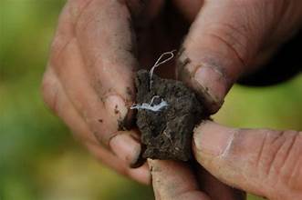 Fatal Fungus in Commercial Soil, Compost, Flower Bulbs Presents Critical Public Health Threat